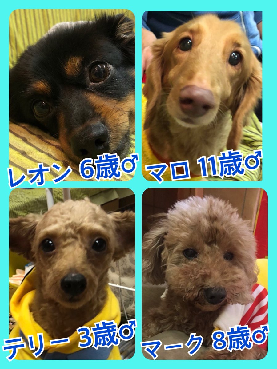🐾今日の里親様募集中ワンコ🐶メンバーです🐾2019,11,10